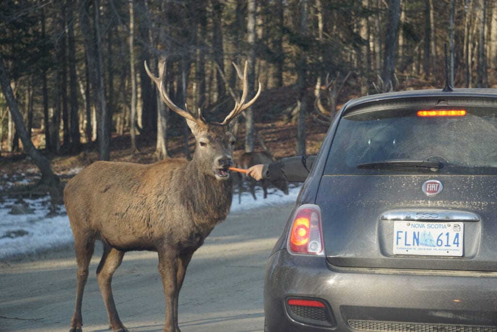 Large elk taking carrot from arm stretched out of window of black Fiat car.
