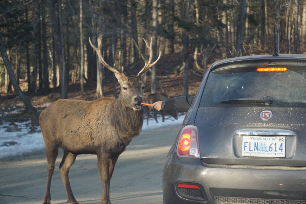 Elk taking carrot from person reaching out of car window with forest in background.