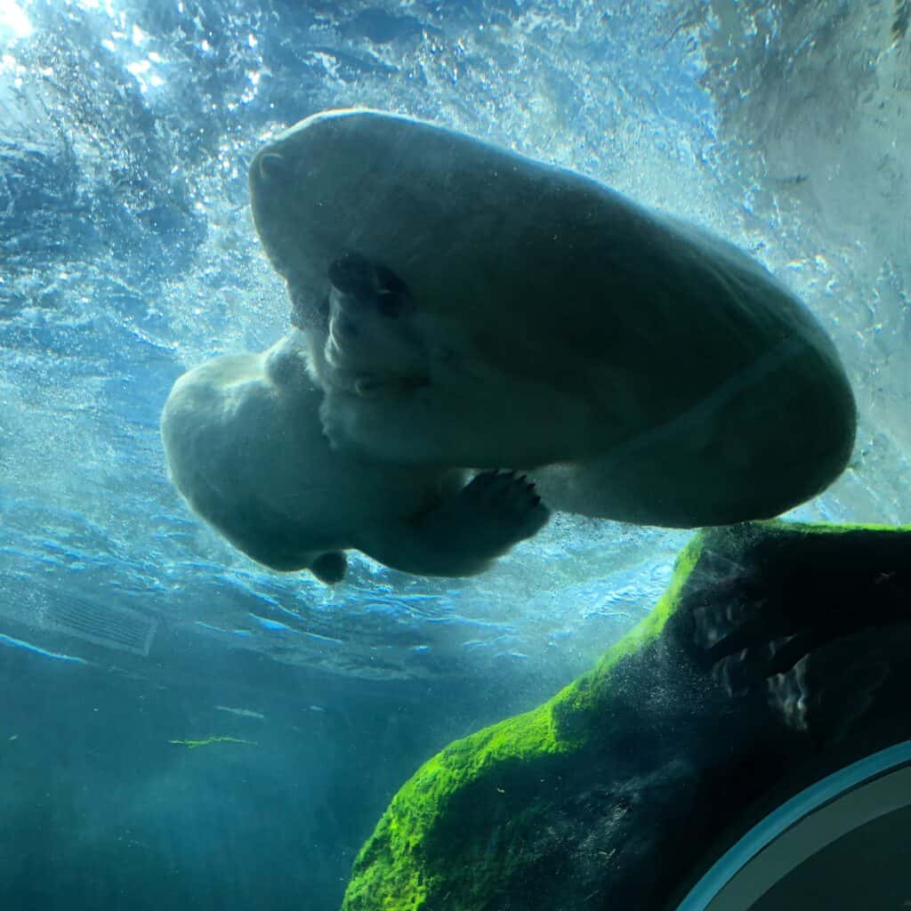 Two polar bears wrestling in water at Assiniboine Park Zoo in Winnipeg, Manitoba.