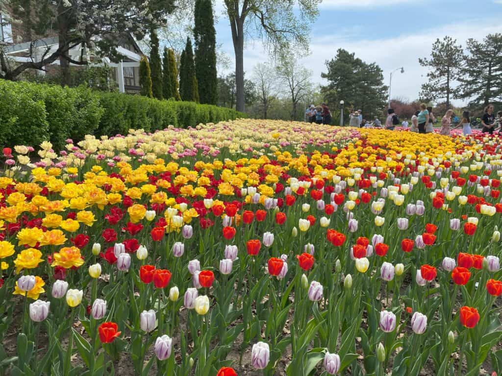 Colourful bed of red, white, yellow and pink tulips with group of people in the background in Commissioner's Park, Ottawa, Canada.