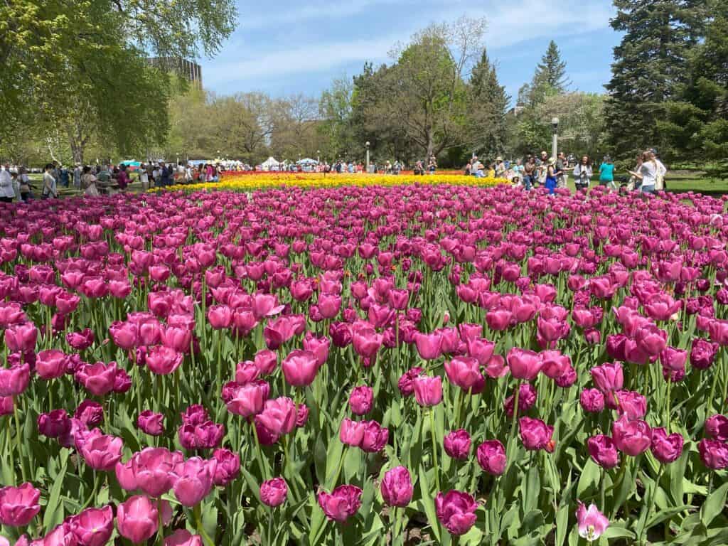 Dark purple bed of tulips and groups of people taking photos at Commissioner's Park, Ottawa during the Canadian Tulip Festival.