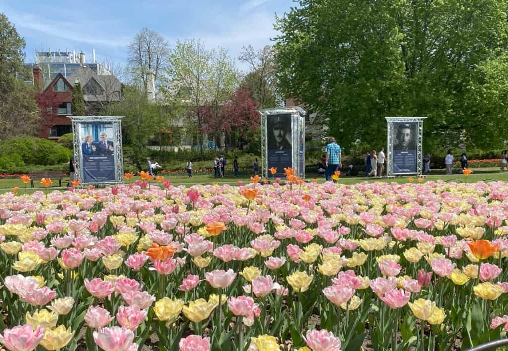 Pale pink, yellow and orange tulips bloosming in front of three display boards about World War II.