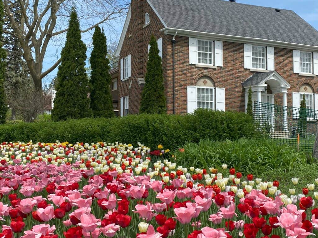 Bed of pink, red and white tulips in front of hedges and red brick house with white shutters in background.