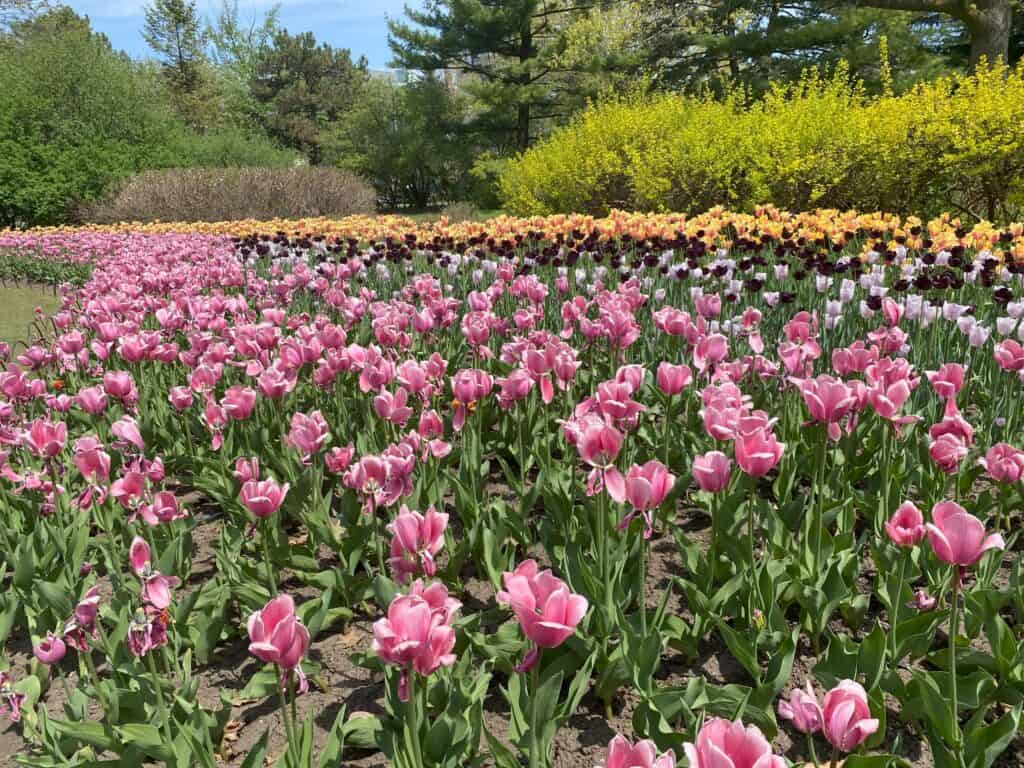 Bed of pink tulips with dark burgundy and yellow in background at Commissioner's Park.