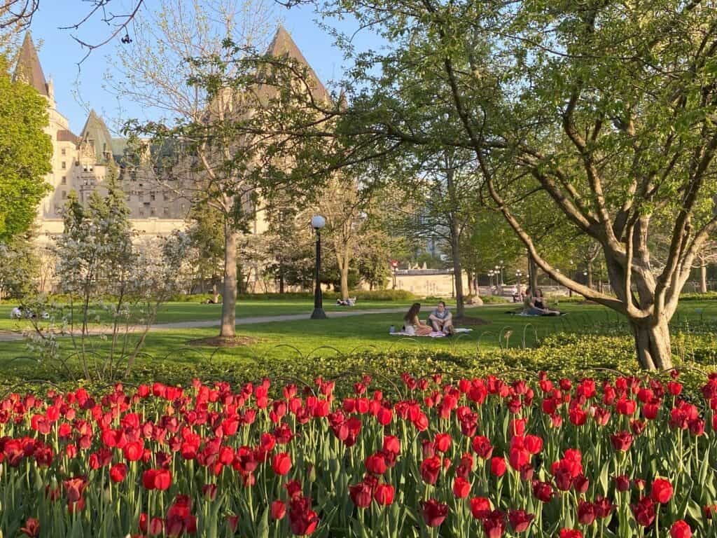 Bed of red tulips in Major's Hill Park, people sitting on blankets on grass and Chateau Laurier in background.