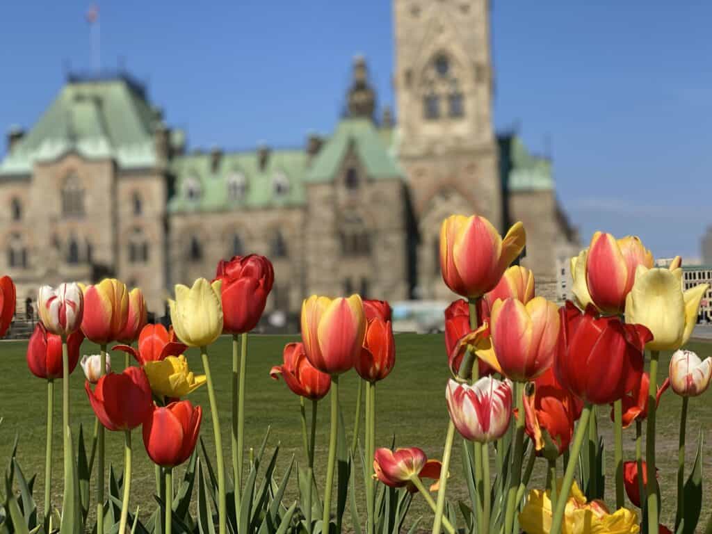 Red and yellow, pink and white tulips with Parliament buildings in background.