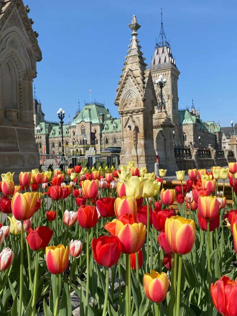 Bed of red and yellow tulips with Parliament Hill buildings in background - Canadian Tulip Festival, Ottawa.