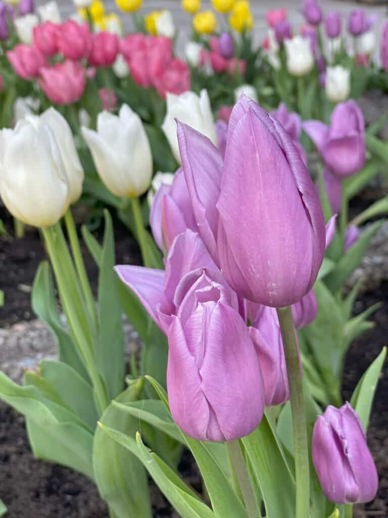 Close up view of purple, white and pink tulips - Canadian Tulip Festival, Ottawa, Canada.
