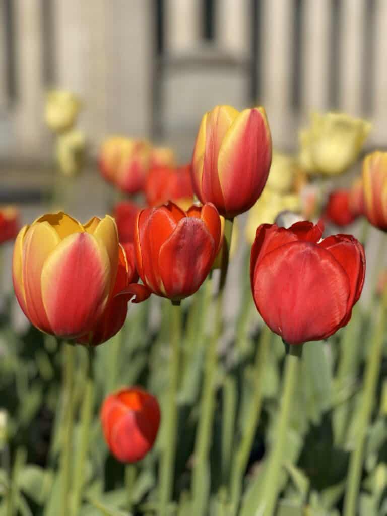 Close up of red and yellow tulips with Ottawa's historic train station in the background.