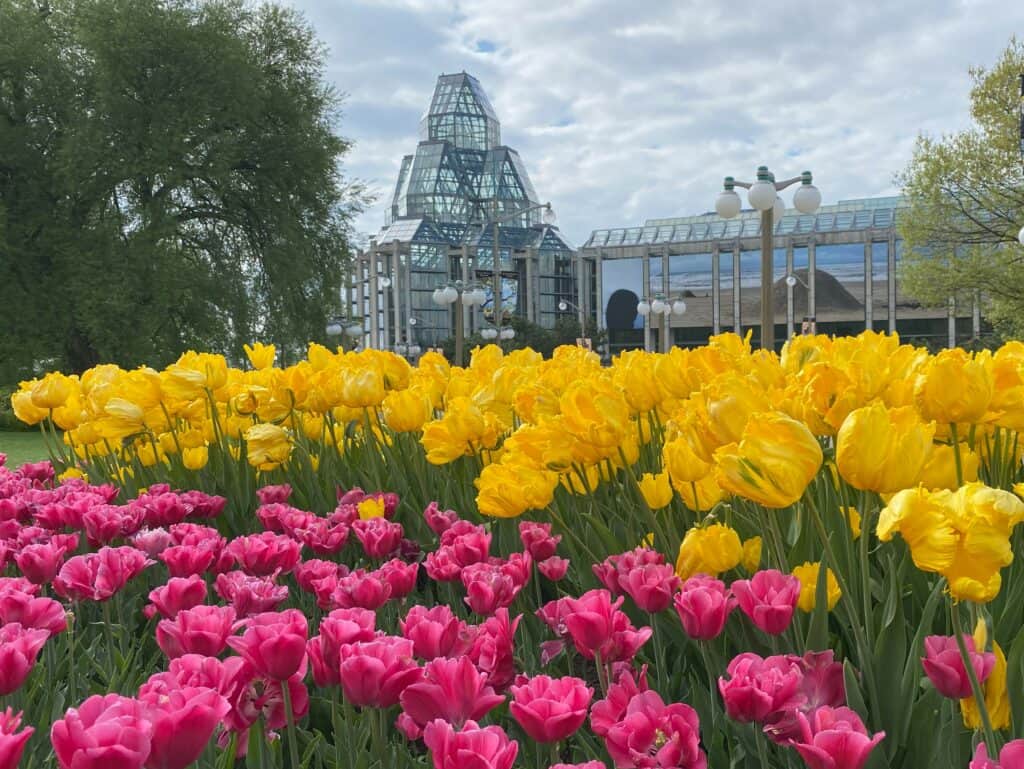 Pink and yellow tulips with National Gallery in background - Major's Hill Park, Ottawa.