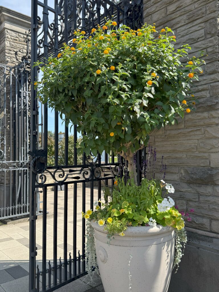 Ornamental pruned tree with bright yellow flowers in large grey pot beside grey stone wall and wrought iron gate - Royal Botanical Gardens.