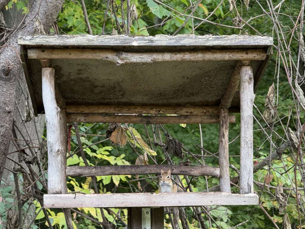 small chipmunk eating on wooden structure in forested area.