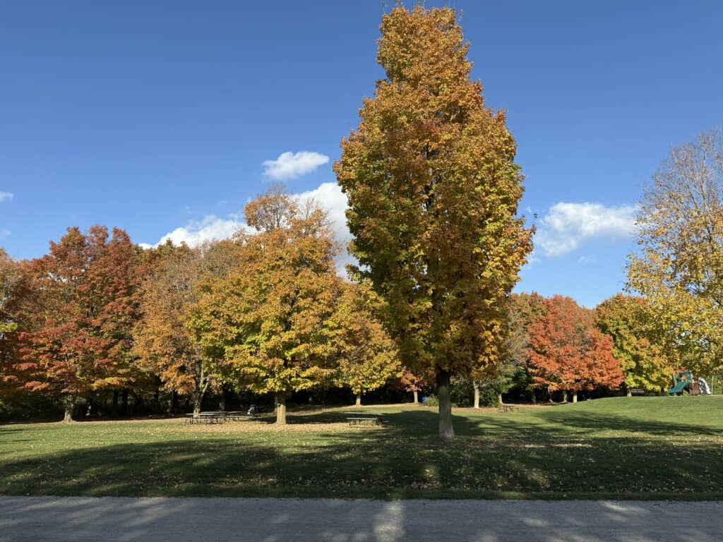 Trees in a field that are starting to change from green to read set against bright blue sky and a few fluffy white clouds.