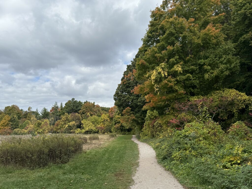 trees along walking path just starting to change colour in fall.