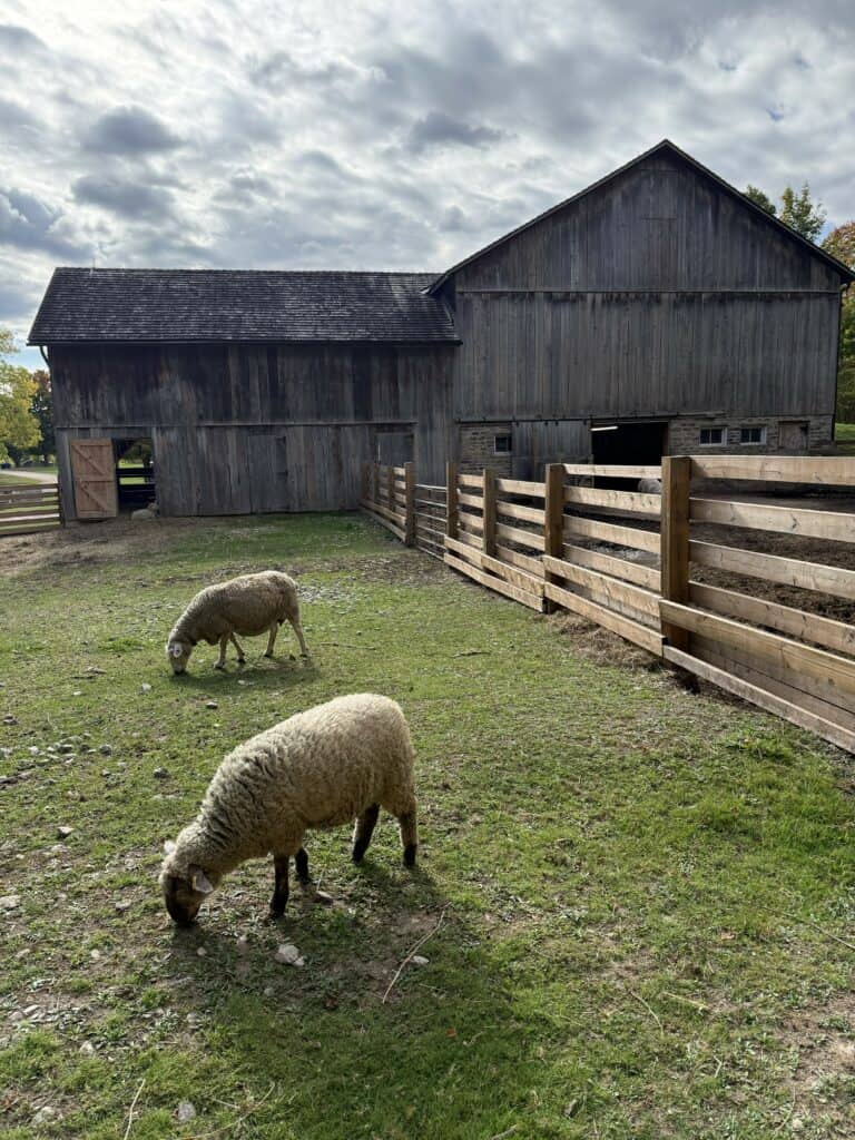 two sheep grazing in fenced enclosure with barn in background.