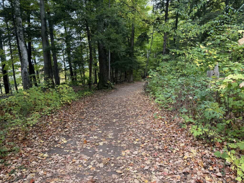 fallen leaves covering a trail through forest.