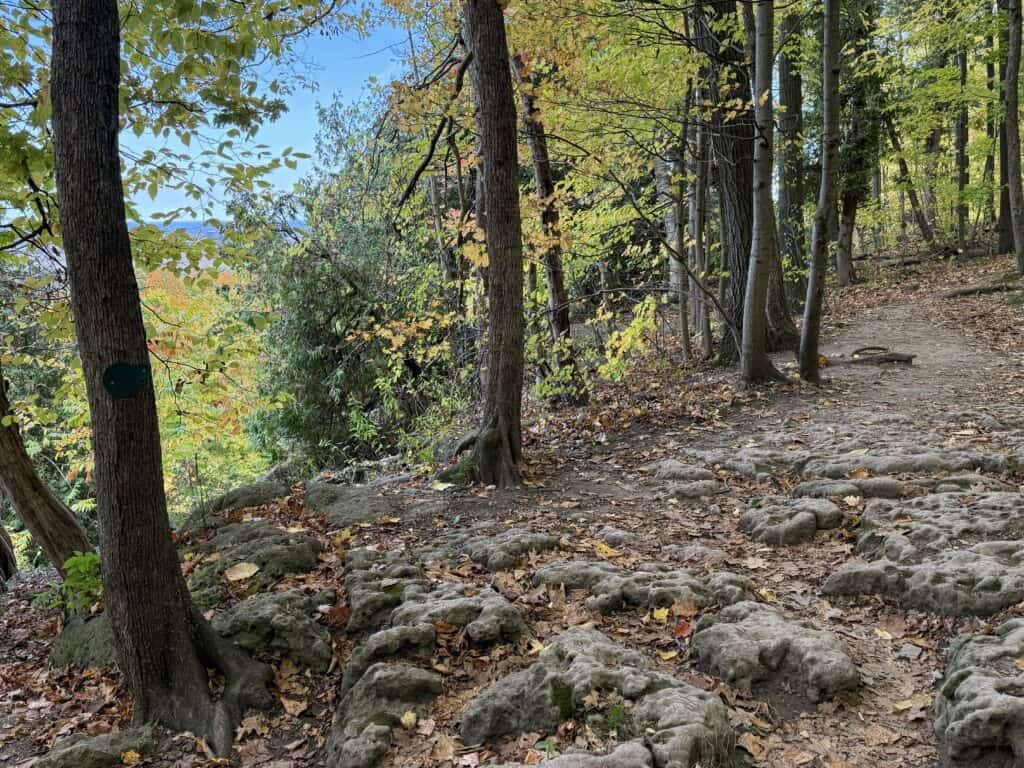 rocky forested path along ravine with fall leaves on ground.