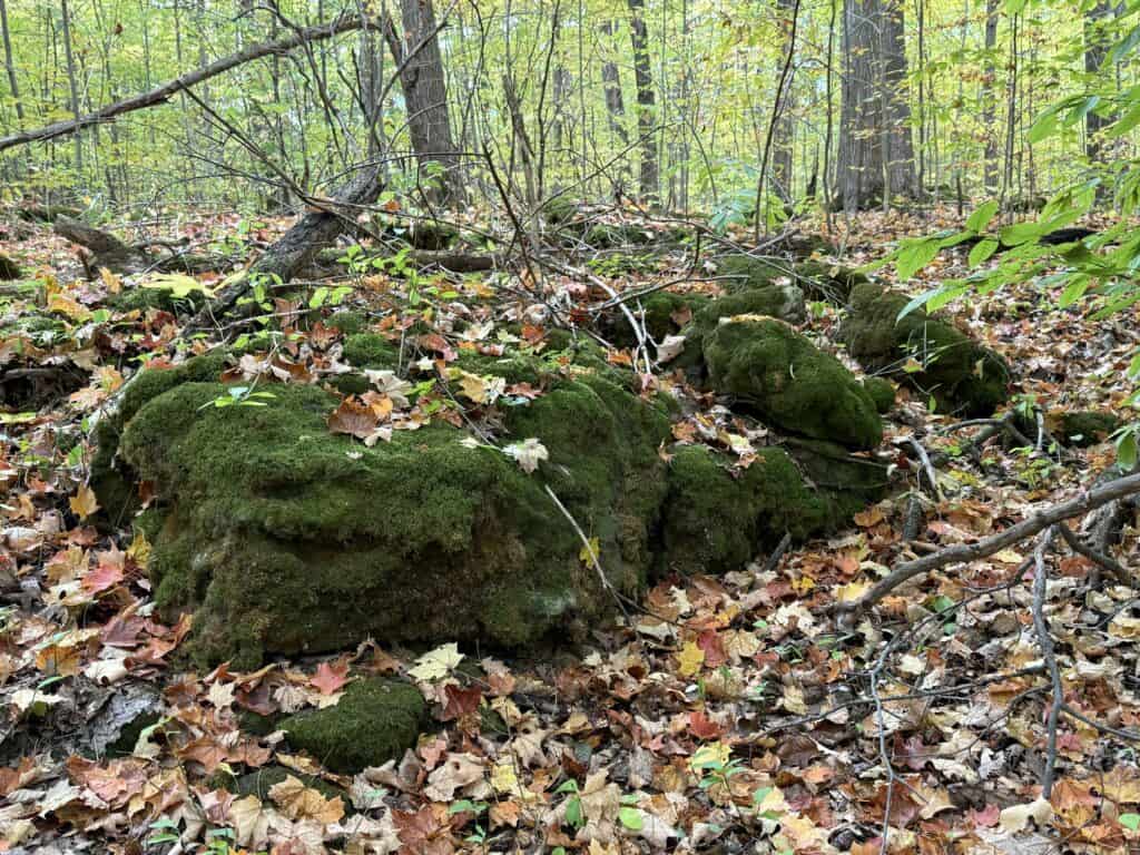 large moss-covered rock in forest with fall leaves on ground.
