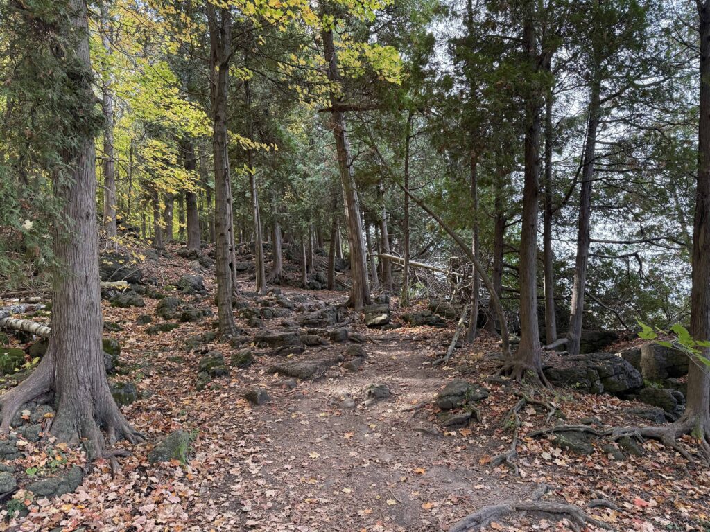 rocky path through forested area with fall leaves on ground.
