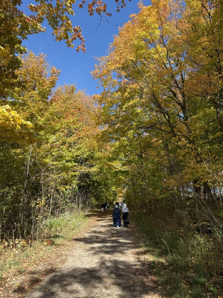 people walking along path in forest between canopy of trees with some fall colour.