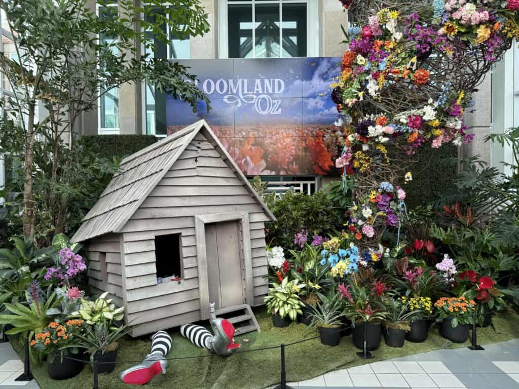 A colourful floral display with pair of legs with black and white tights wearing silver shoes with red soles poking out from under a small wooden house in front of screen reading "Bloomland in Oz".