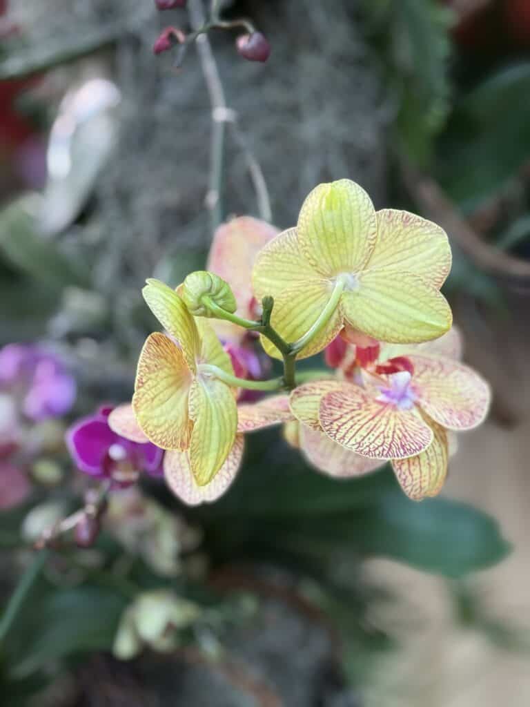 close up of yellow and purple orchid blossoms