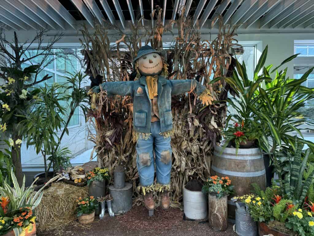 scarecrow wearing blue jeans, blue jacket, yellow scarf and blue hat on display surrounded by flowers and greenery.