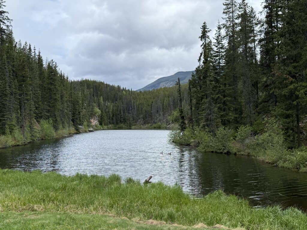 two ducks swimming in water surrounded by evergreen trees and mountains in background on overcast day.