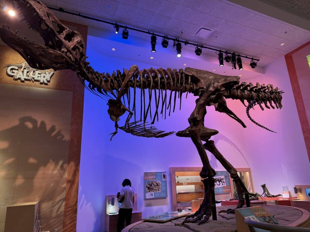t-rex on display at the royal saskatchewan museum in regina.