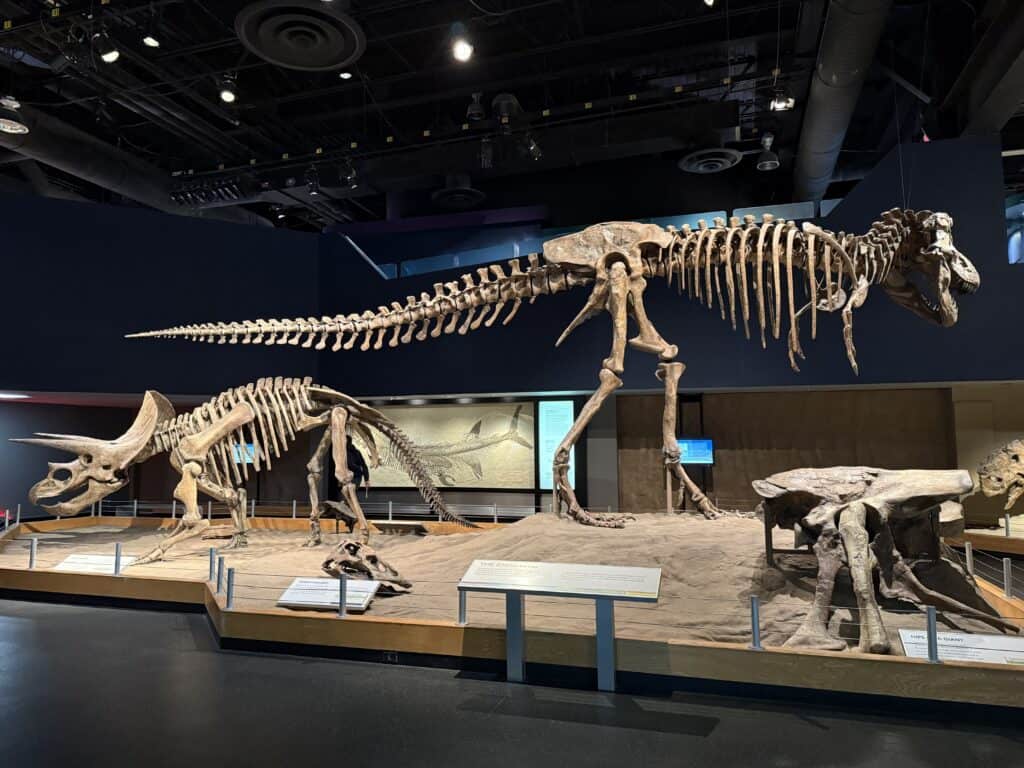 exhibit of dinosaur bones at Royal Tyrrell Museum in Drumheller