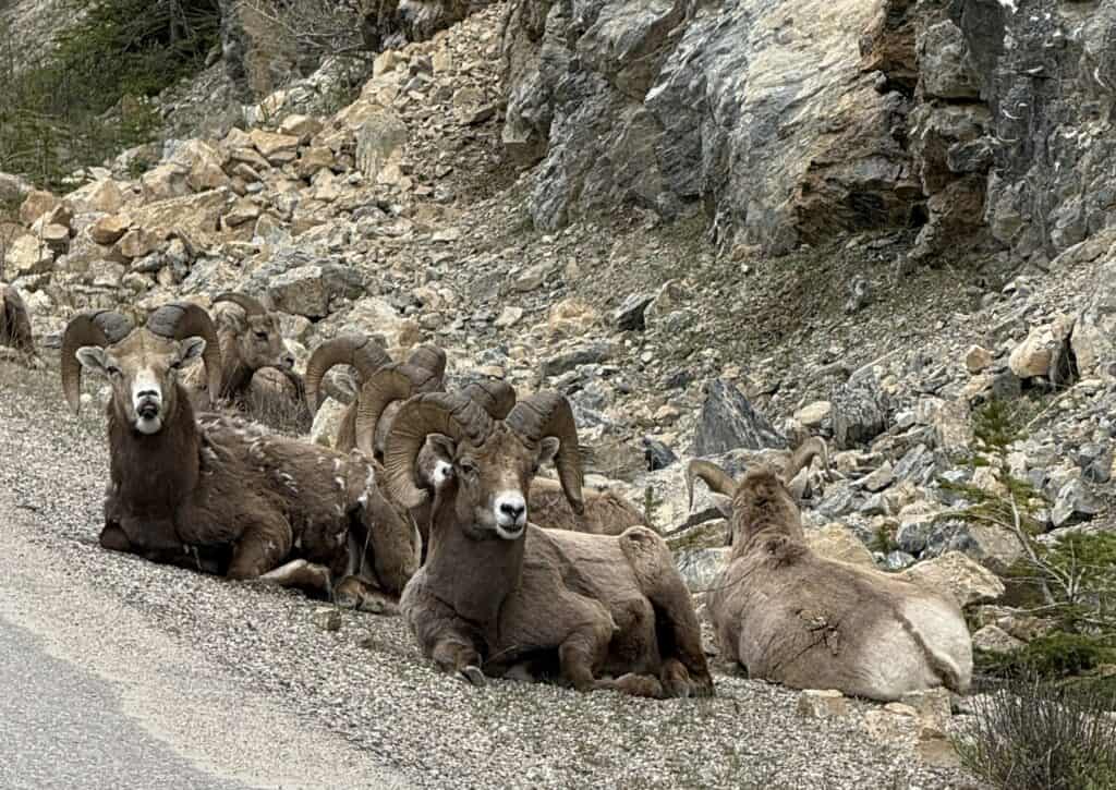 mountain goats by road with rocky hill behind them.